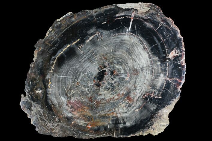 Petrified Wood (Araucaria) Slab - Madagascar #118759